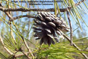 Types of Pine Trees in Florida (Pictures) - Identification Guide