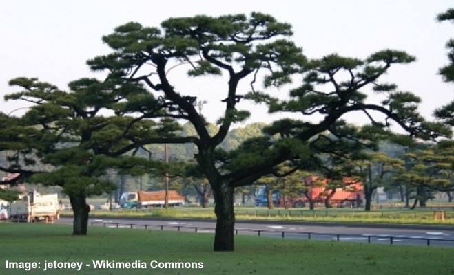 Japanese Black Pine (Pinus thunbergii)