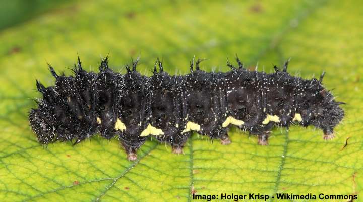 Red Admiral Caterpillar (Vanessa atalanta)