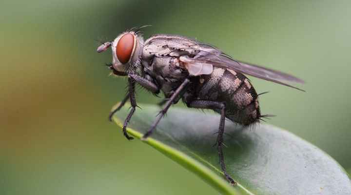 Types of Small House Flies (With Pictures) - Identification and Control