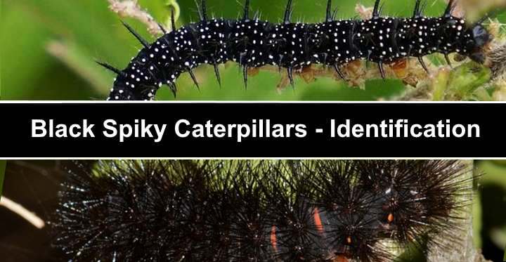 Types of Black Spiky Caterpillars (With Pictures) – Identification Guide