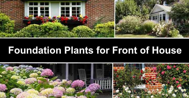 best plants for front yard landscaping