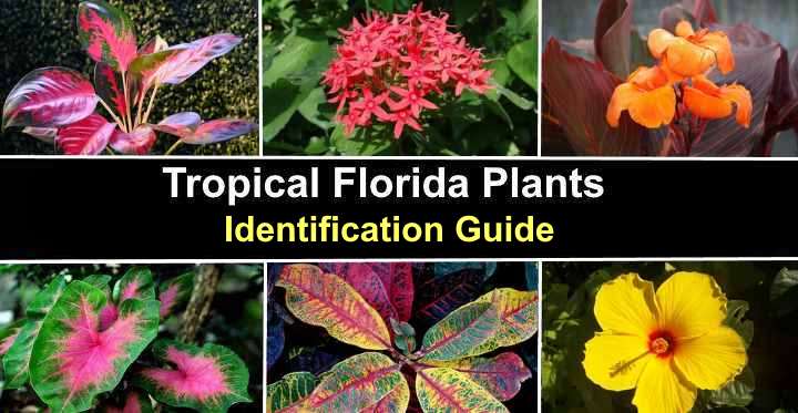 23 Tropical Plants Shrubs, Trees) - Pictures and Identification