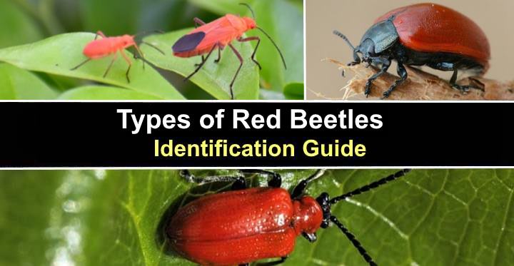 Types of Red Beetles (With Pictures) - Identification Guide