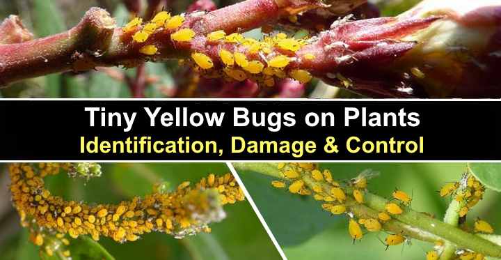 Tiny Yellow Bugs on Plants