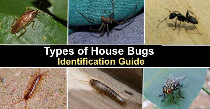 25 Types of House Bugs (With Pictures) - Identification Guide