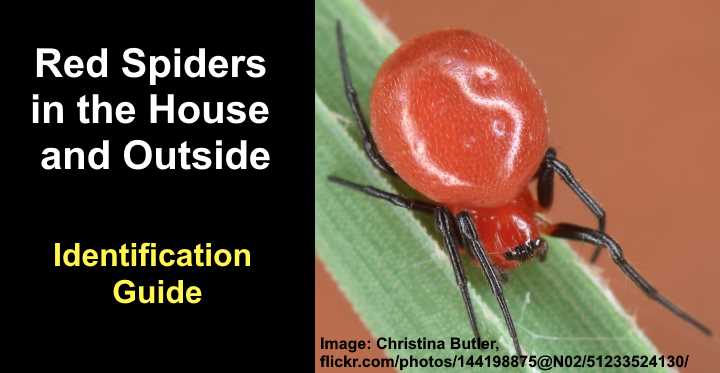 Red Spiders (In the House and Outside): Images and Identification