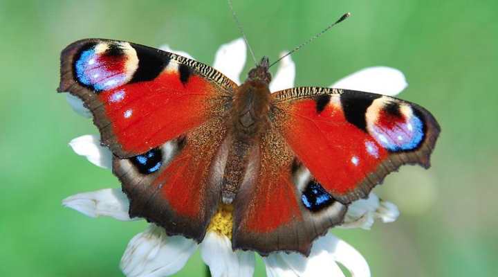 Peacock Butterfly Caterpillar (Aglais io)