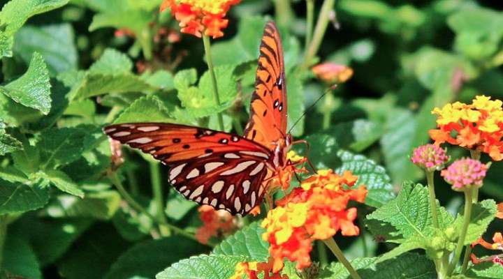 Gulf Fritillary / Passion Butterfly (Agraulis vanillae)