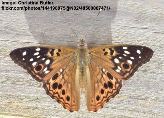 Hackberry Emperor Butterfly (Asterocampa celtis)