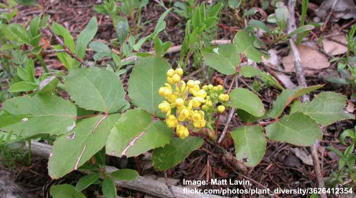 Creeping Mahonia (Berberis repens)