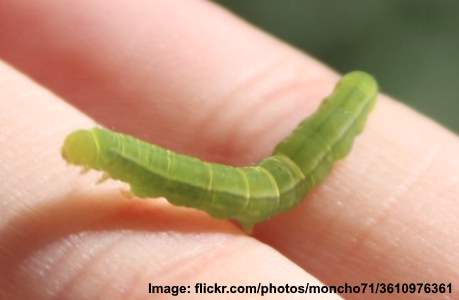 Cabbage Looper (Trichoplusia ni)