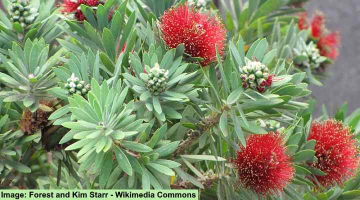 Callistemon viminalis little john