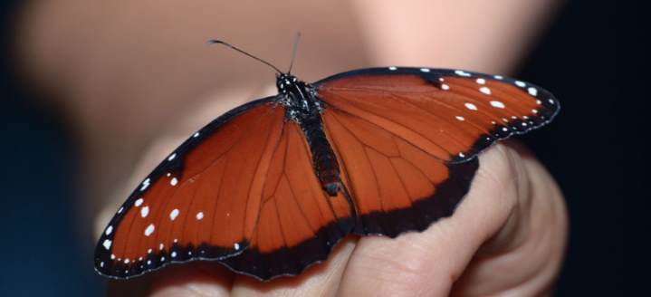 Queen Butterfly Caterpillar (Danaus gilippus)