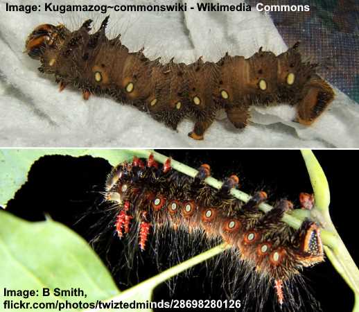 Imperial Moth Caterpillar (Eacles imperialis)