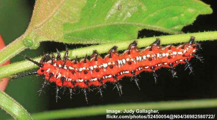 Variegated Fritillary Caterpillar (Euptoieta Claudia)