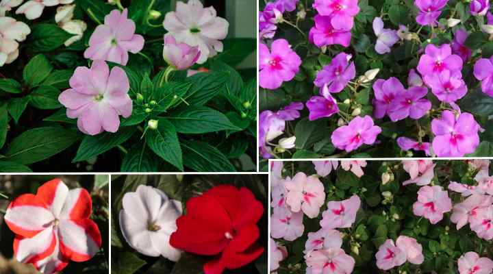 Types of Impatiens Flowers: New Guinea, Walleriana, and Double Impatiens  (Pictures)
