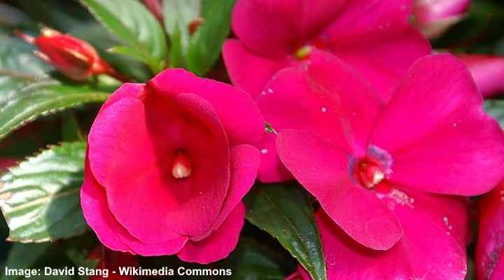 Types of Impatiens Flowers: New Guinea, Walleriana, and Double ...