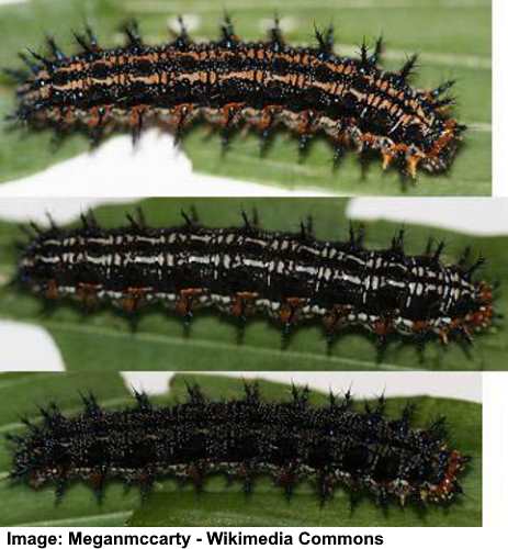 Common Buckeye Caterpillar (Junonia coenia)