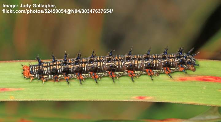 Common Buckeye Caterpillar (Junonia coenia)