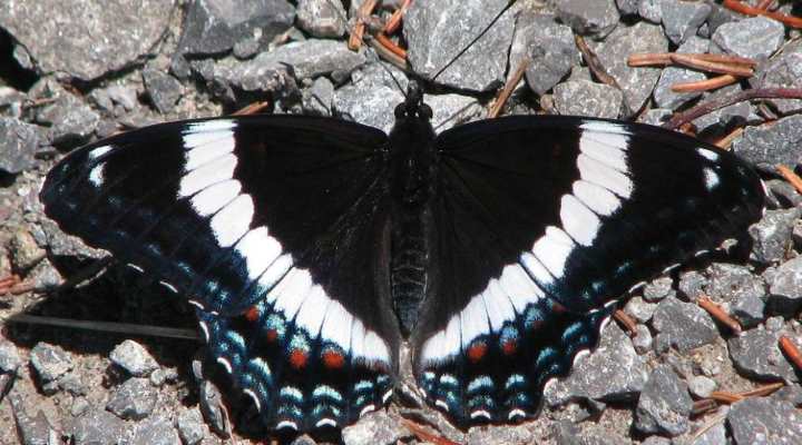 White Admiral Butterfly Caterpillar (Limenitis arthemis)