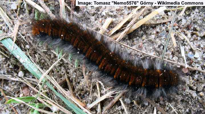Fox Moth Caterpillar (Macrothylacia rubi)