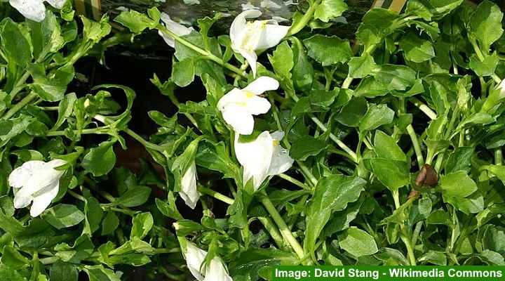 17 Ground Cover Plants With White Flowers Pictures Identification Guide 4885