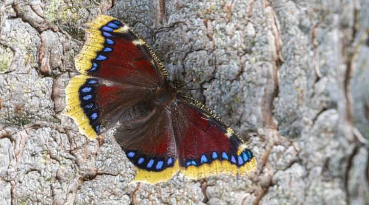 Mourning Cloak Butterfly (Nymphalis antiopa)