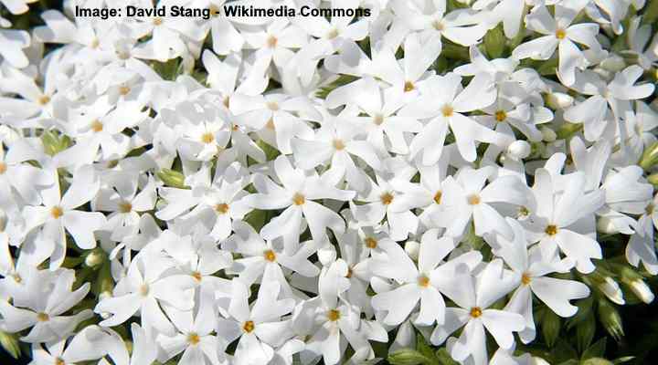 17 Ground Cover Plants With White Flowers Pictures Identification Guide   Phlox Subulata Snowflake 