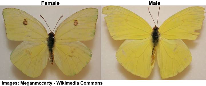 Cloudless Sulphur Butterfly Caterpillar (Phoebis sennae)