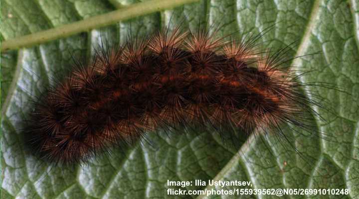 Types Of Black And Brown Caterpillars Pictures And Identification