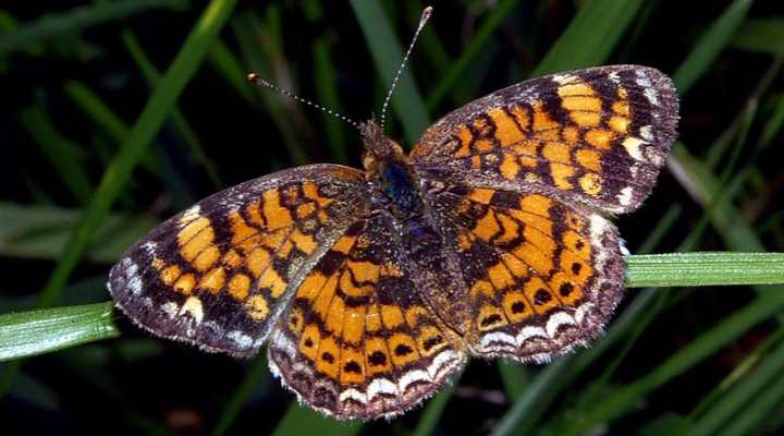 Pearl Crescent Butterfly (Phyciodes tharos)