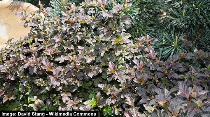 The Ninebark Diablo (Physocarpus opulifolius ‘Diabolo’)