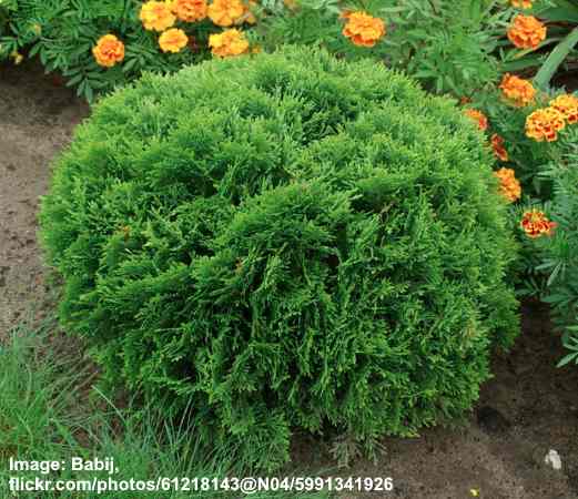 20 Small or Dwarf Evergreen Shrubs For Full Sun (With Pictures ...