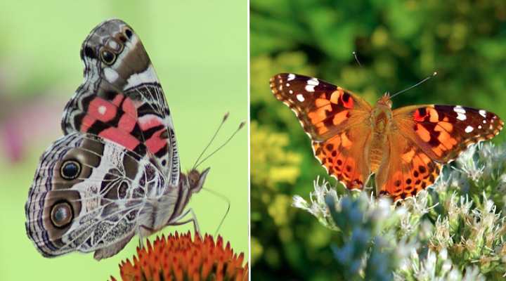 American Painted Lady Butterfly (Vanessa virginiensis)