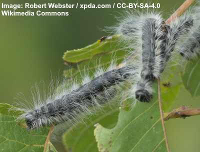 Walnut Caterpillar