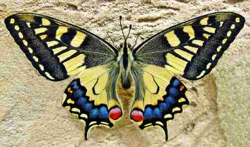 Black Swallowtail Butterfly (Papilio polyxenes)