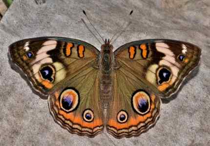 Common Buckeye Butterfly (Junonia coenia)