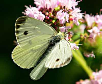 Cabbage White Butterfly Caterpillar (Pieris rapae)