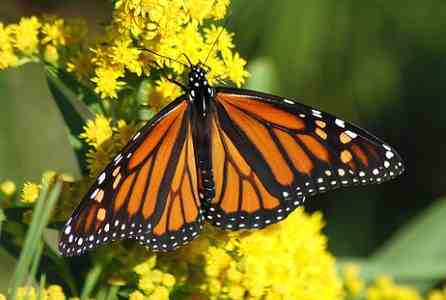 Monarch Butterfly Caterpillar (Danaus plexippus)