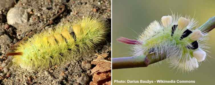 Pale Tussock Moth Caterpillar (Calliteara pudibunda)