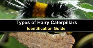 19 Types of Hairy Caterpillars (With Pictures) - Identification Guide