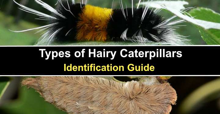 19 Types of Hairy Caterpillars (With Pictures) - Identification Guide