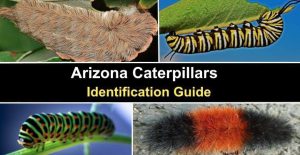 21 Types of Arizona Caterpillars (With Pictures) - Identification Guide
