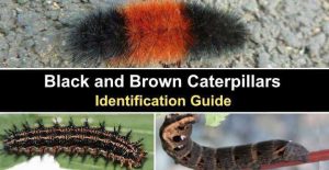 14 Types of Black and Brown Caterpillars (Pictures and Identification)