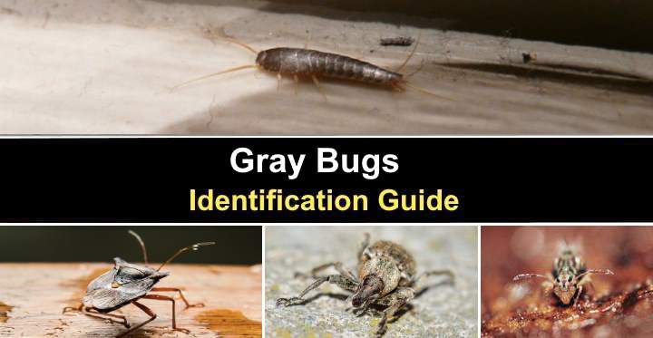 Types of Gray Bugs: Silverfish, Stink Bugs and More (With Pictures) -  Identification Guide