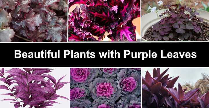 35 Purple Leaf Plants: Visual Identification Guide with Pictures
