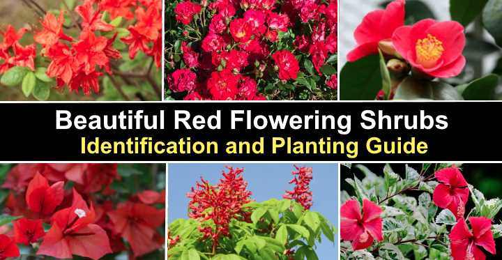 Red Flowering Pictures) – Identification