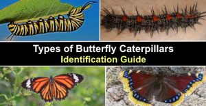 15 Remarkable Types of Butterfly Caterpillars and What They Become