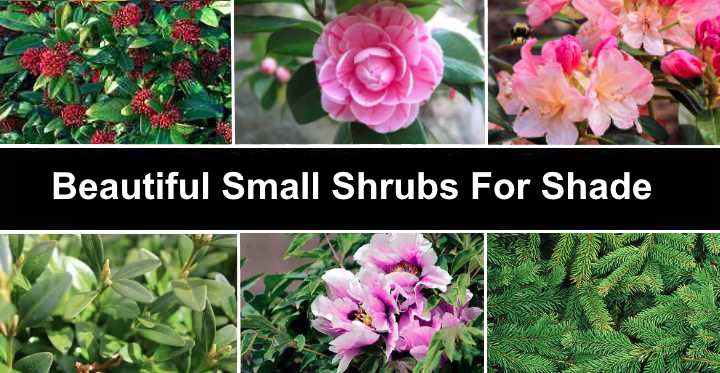 13 Small Shrubs For Shade (With Pictures) - Identification Guide